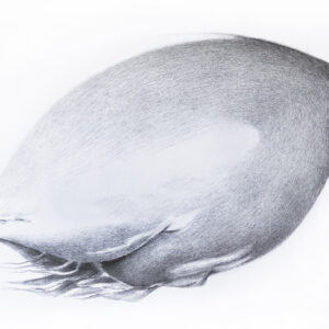 IRO